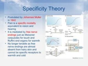 Specificity pain theory