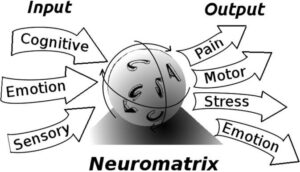 Neuromatrix pain theory